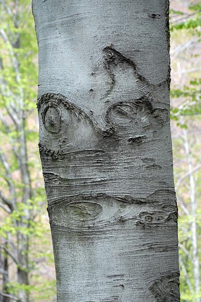 Tessiner Buchenwald (13).jpg
